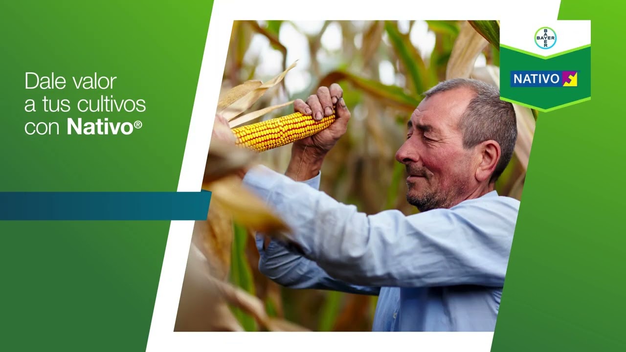Dale valor a tus cultivos con Nativo&reg; | Agro Bayer Per&uacute;