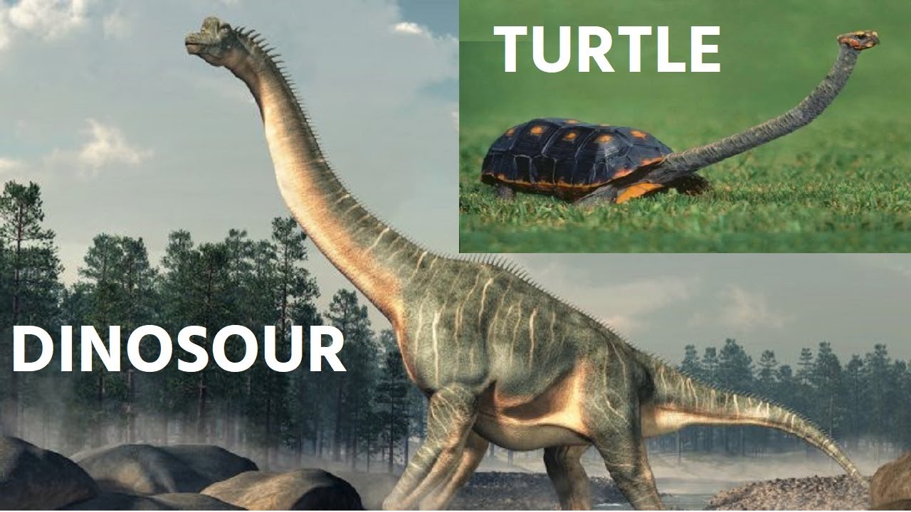 Amazing Facts about Eastern Snake-Necked Turtles Chelodina longicollis Scoop of the Day