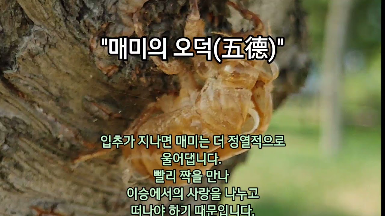 곤충도감 -  매미의 오덕(五德) / 익선관(翼蟬冠)