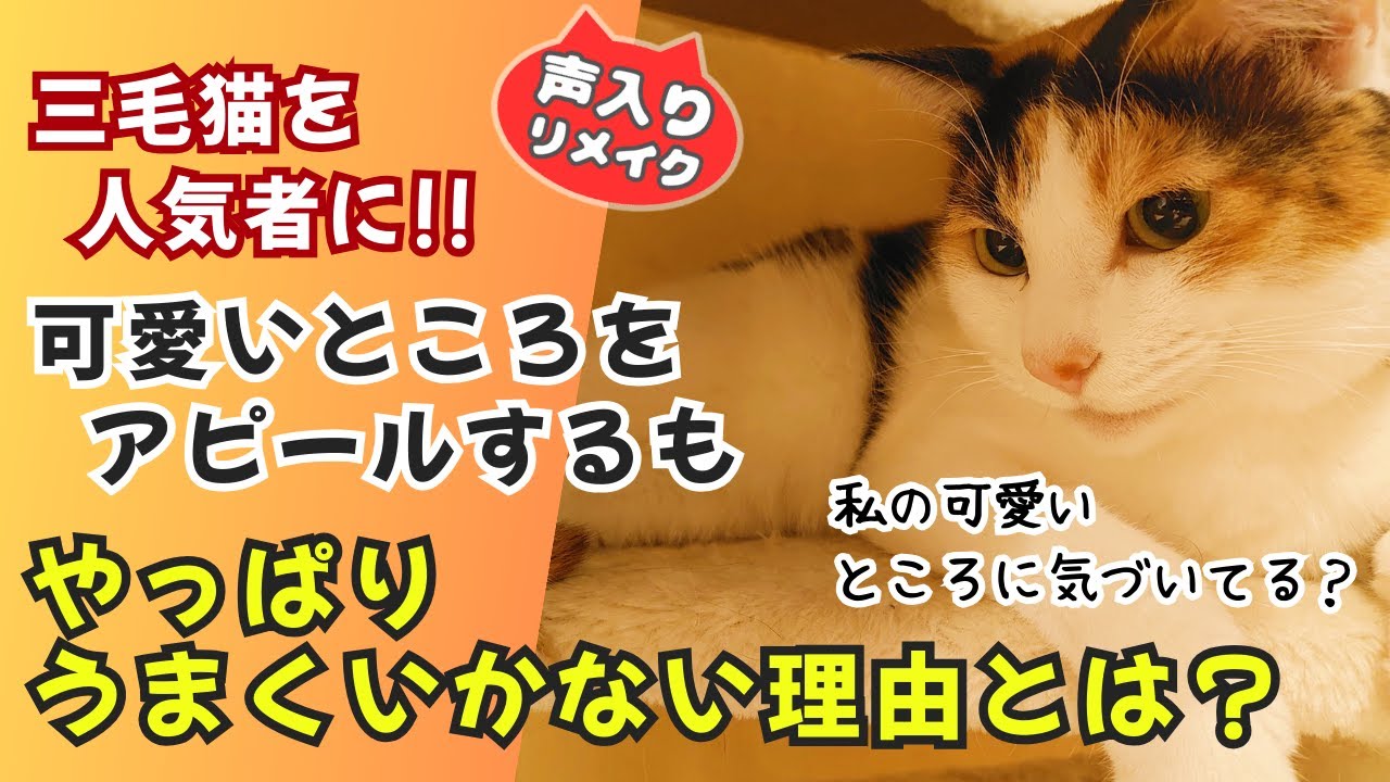 【にゃんコメ】三毛猫ファンを増やしたい！アピールを邪魔される猫さんが可愛い！ #猫 #保護猫  #可愛い猫動画