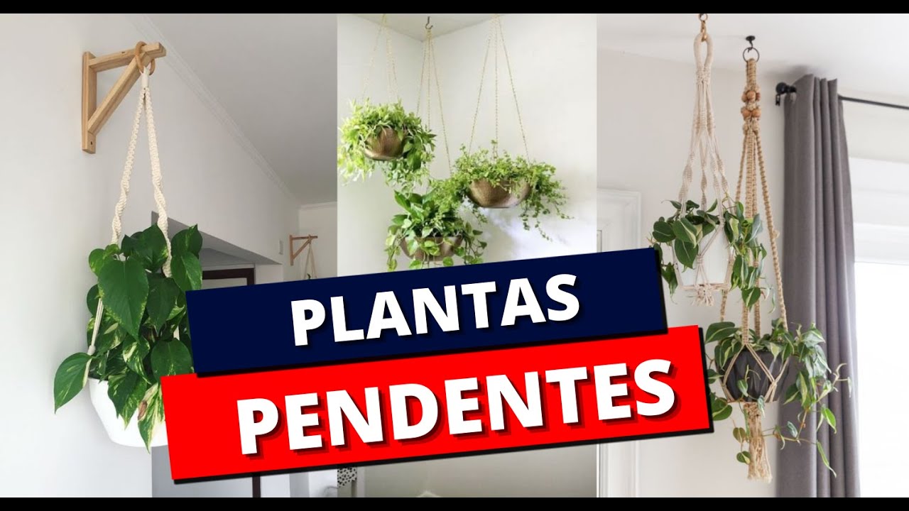 Plantas Pendentes: Conhe&ccedil;a os tipos e como usar em sua casa