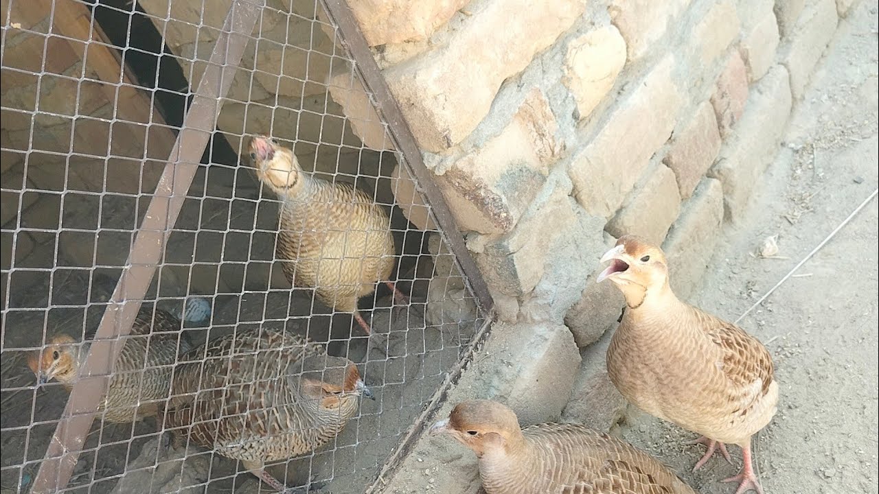 5 Teetar Ke Awaz #teetar #teetarawaz #whbirdsmedia