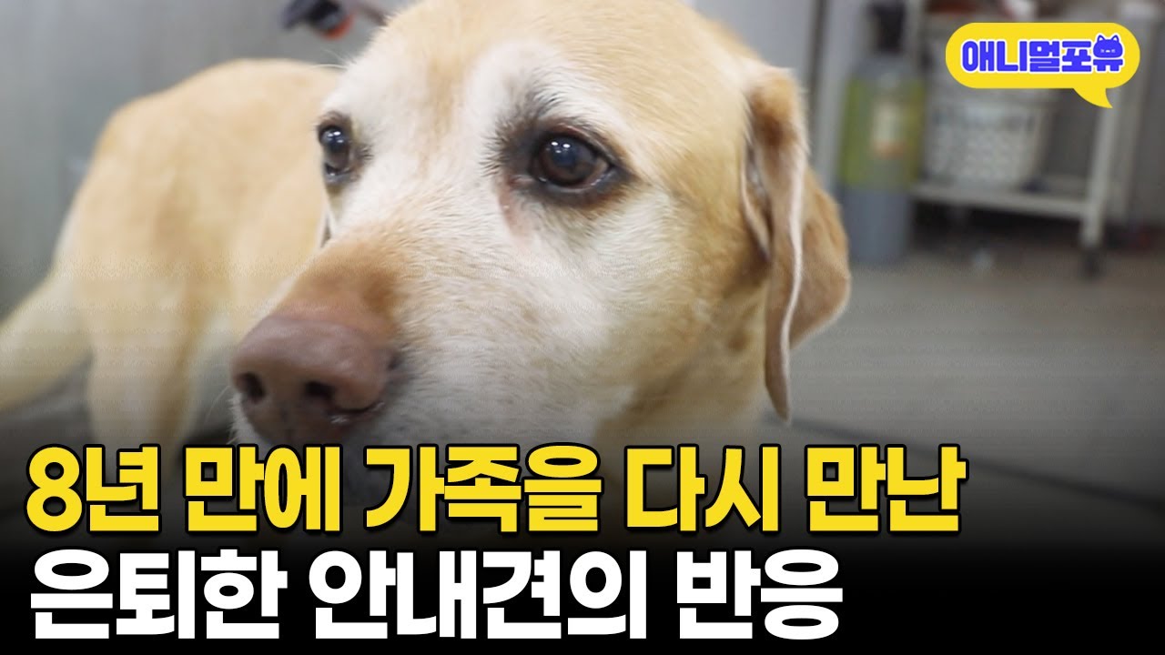 안내견 은퇴 후 가족을 다시 만난 리트리버의 반응 I KBS 굿모닝 대한민국 230506 방송