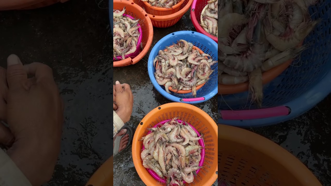 Sunday Special Prawns 🦐🍤| Fishing Harbour Vizag | Visakhapatnam |R K BEACH | Andhra | India
