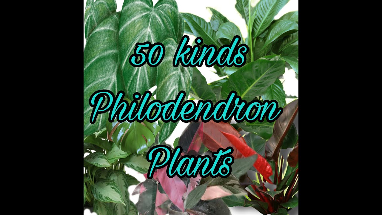 50 VARIETIES OF PHILODENDRON PLANTS