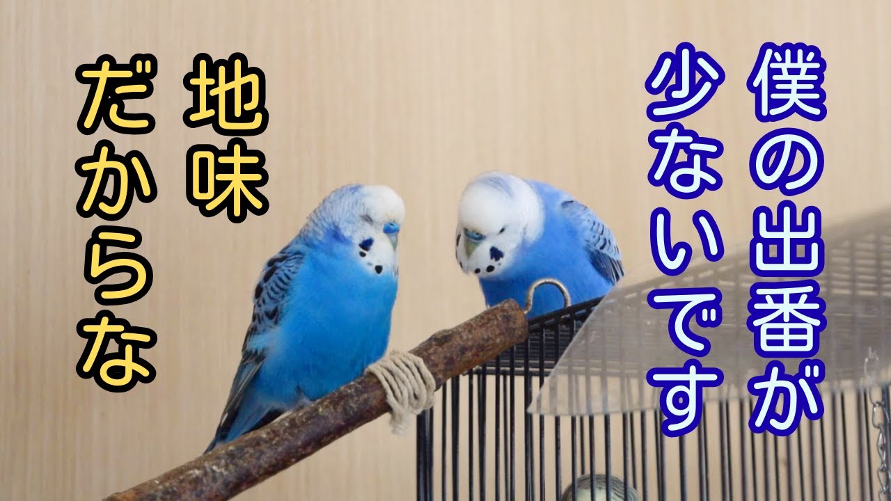 出番の少ないセキセイインコの悩み