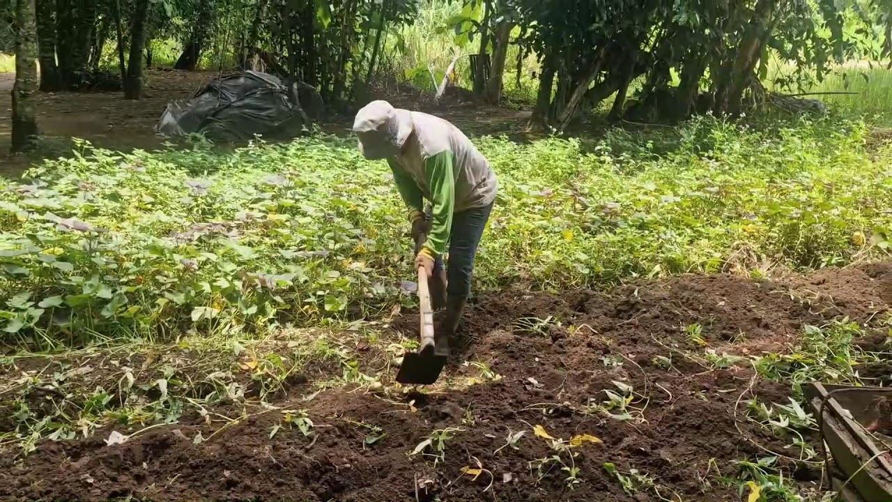 BIG HARVEST, SMALL EFFORT: MANUAL SWEET POTATO TIPS WITH A HOE - Agriculture Gardening