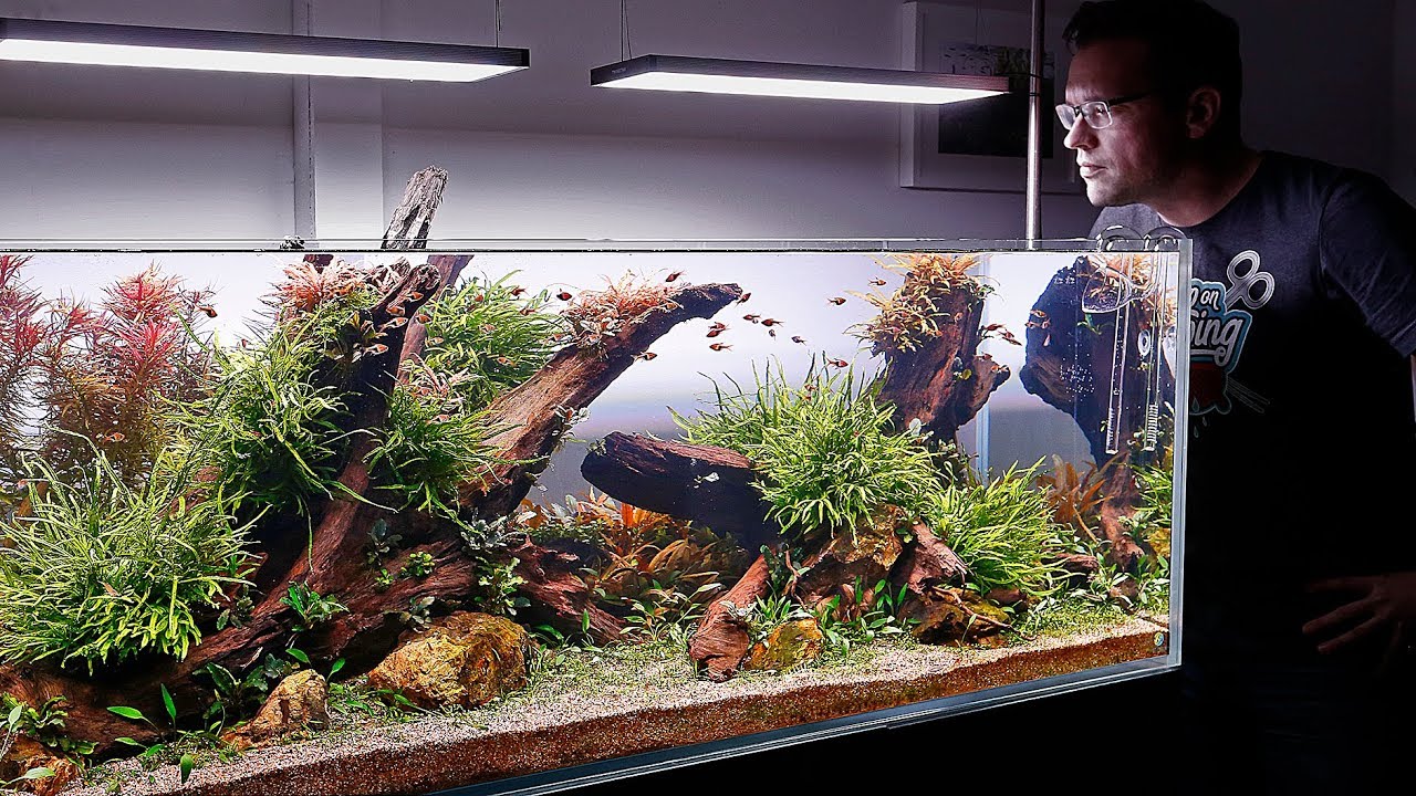 Aquascaper 1500 display at Aquarium Gardens