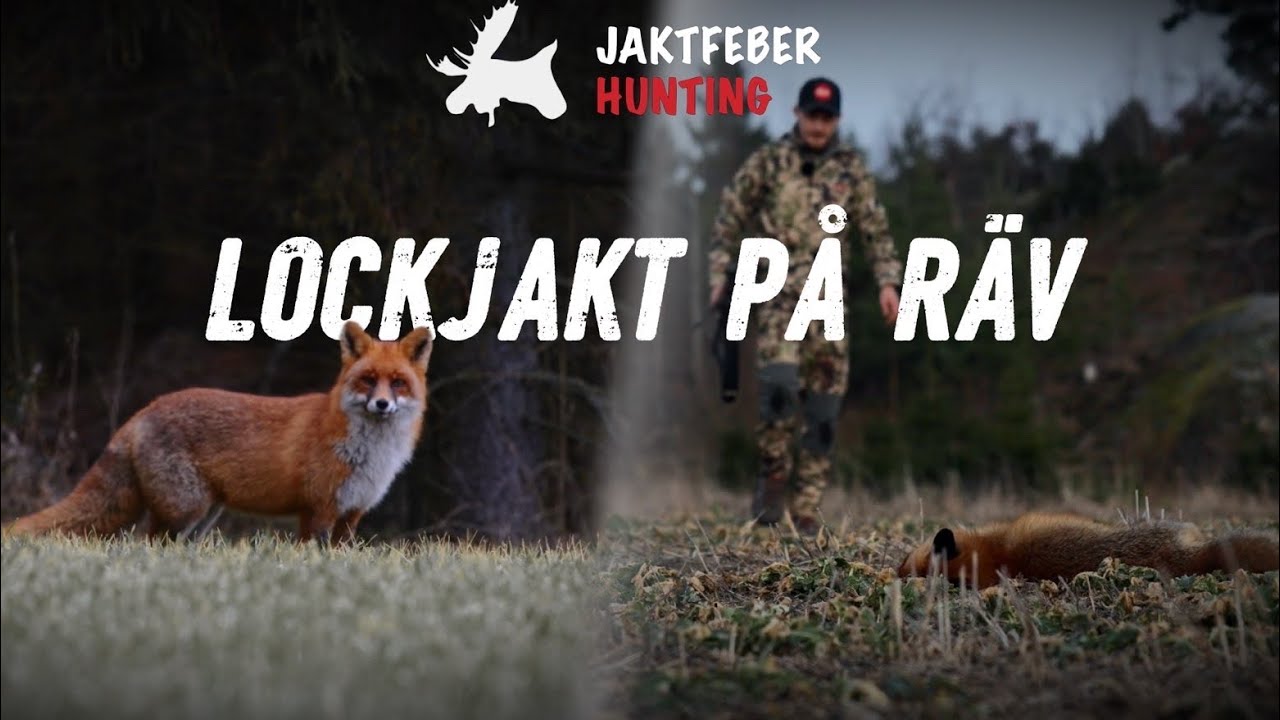 Lockjakt p&aring; r&auml;v 2026