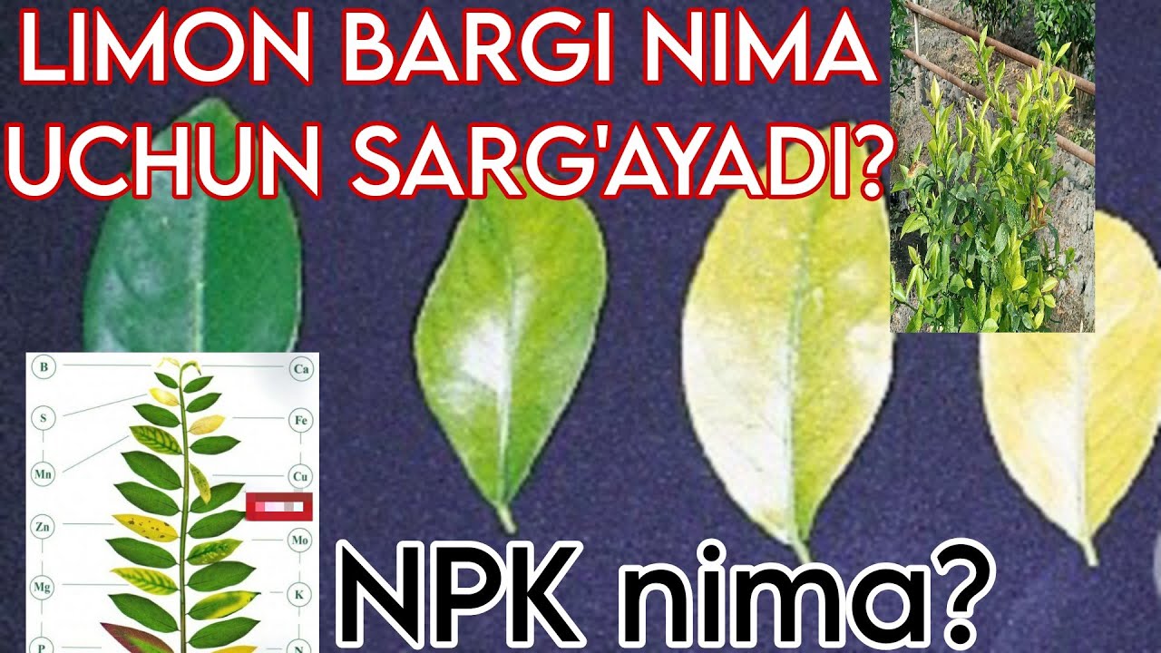 Limon bargi nima uchun sarg'ayadi? Limonga beriladiga Vitaminlar tarkibi qanday? Batafsil videoda...