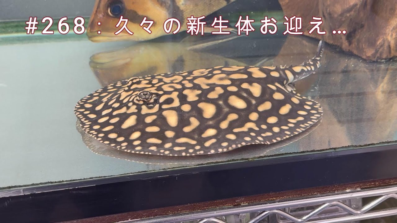 ＃268：久々の新生体お迎え…