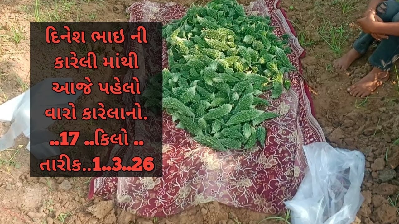 કારેલી ની ખેતી કેવી રીતે કરવી||Karela ki kheti Kese kare||