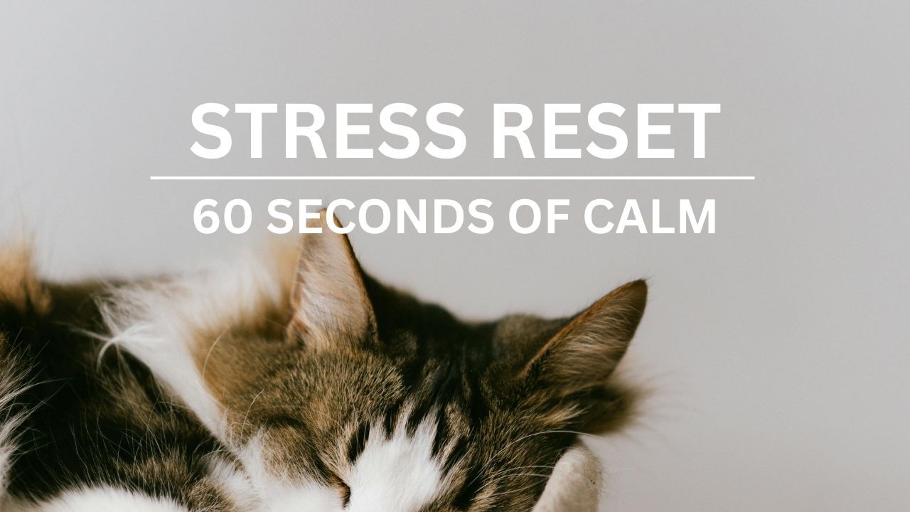 A Moment of Calm - Cat Vibes | 60 Second Stress Reset