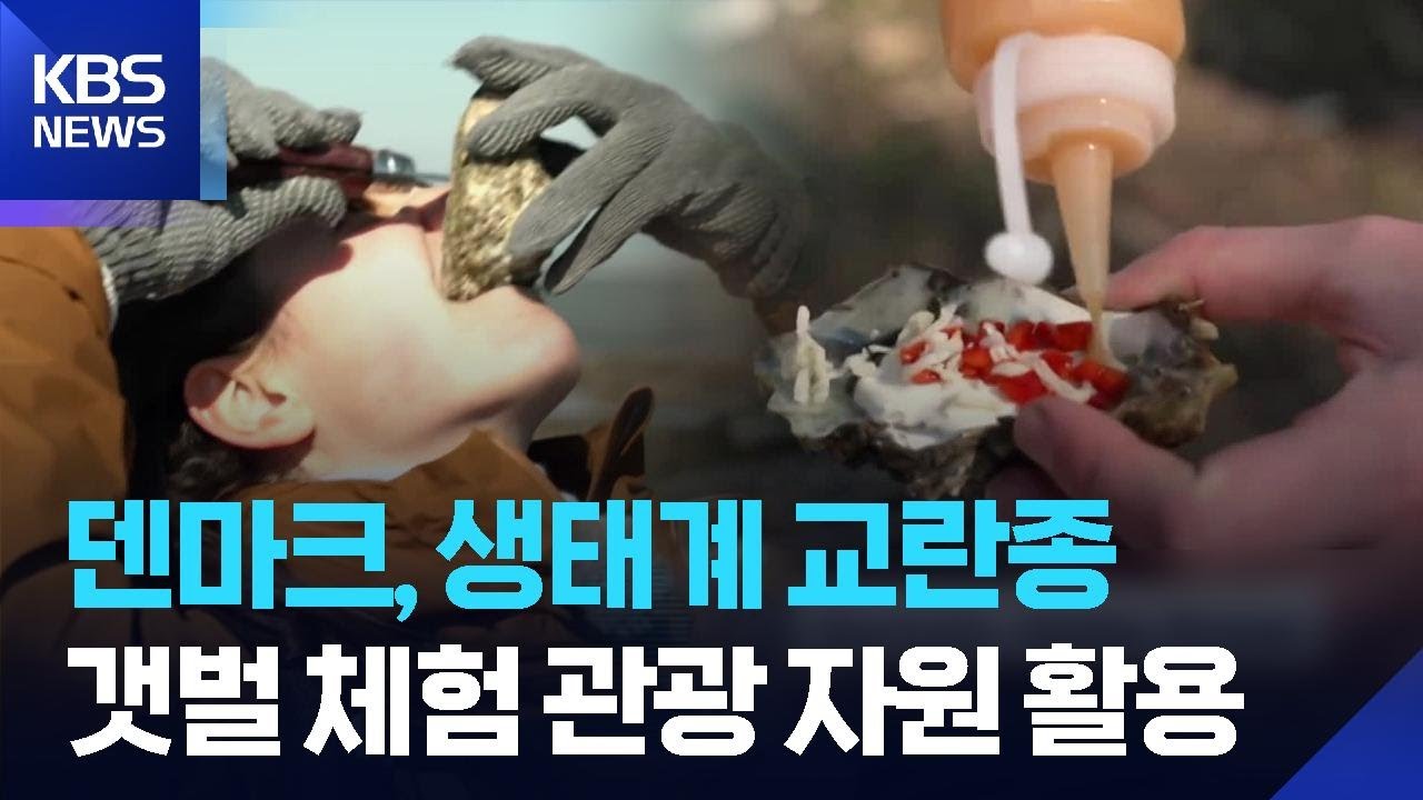 [글로벌K] 덴마크 골칫덩이 외래종 굴&hellip;&lsquo;관광 보물&rsquo;로 / KBS  2026.04.10.
