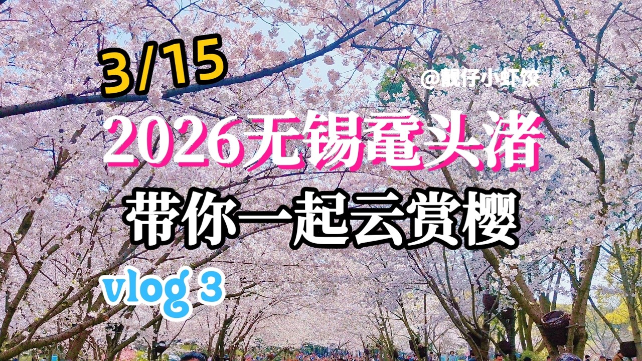2026Wuxi Yuantouzhu cherry blossoms | episode 3无锡鼋头渚赏樱攻略 | 带你一起云赏樱(三)