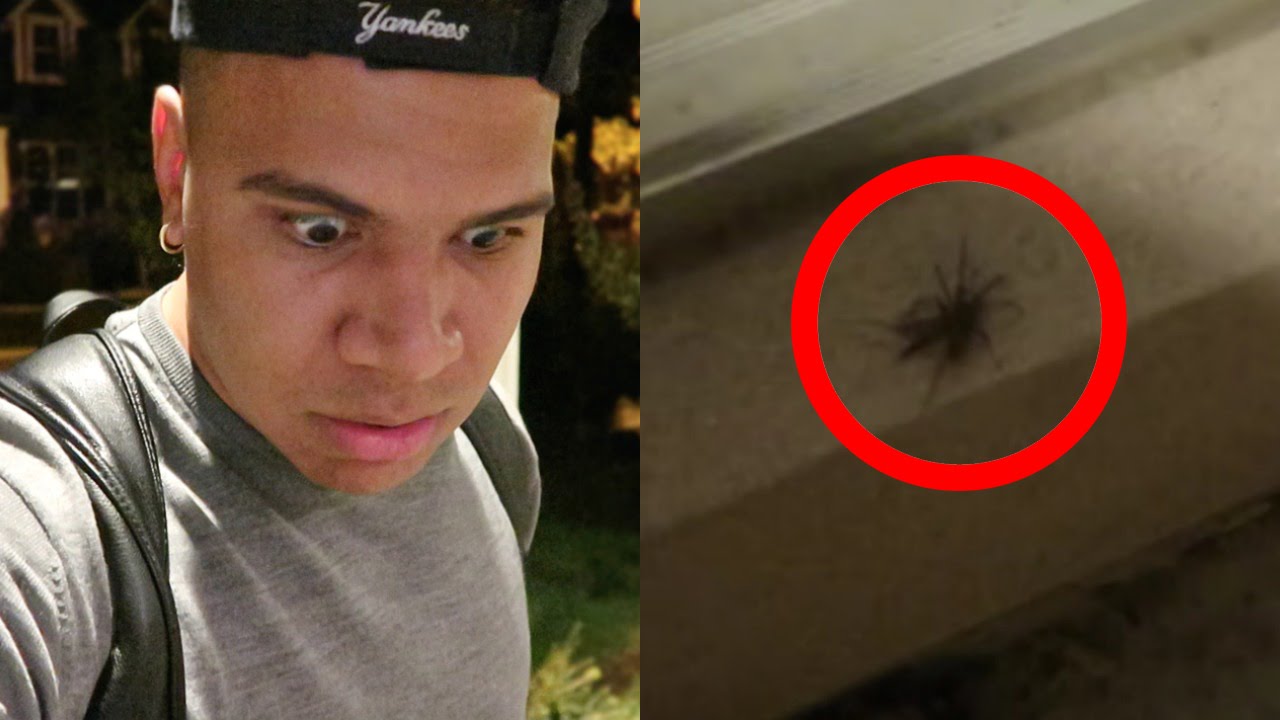 THIS IS CRAZY!! MASSIVE SPIDER FOUND!!