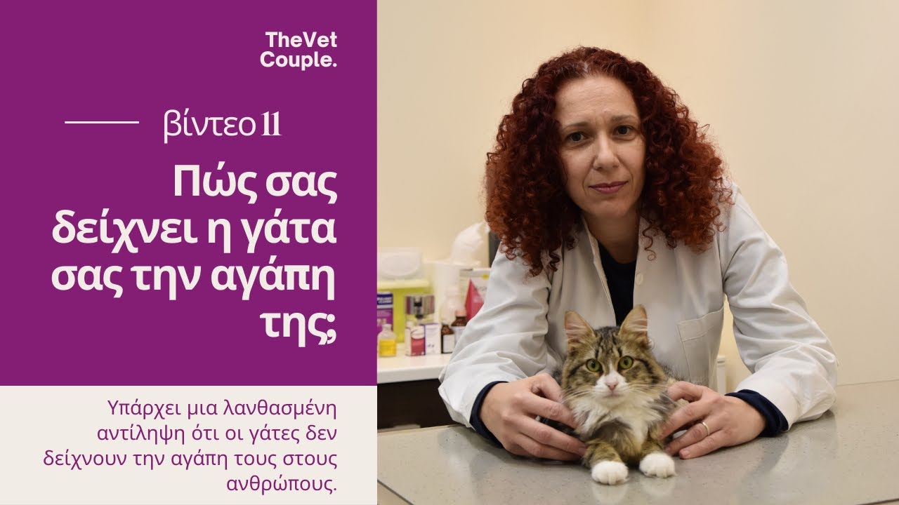 Πώς σας δείχνει η γάτα σας την αγάπη της;