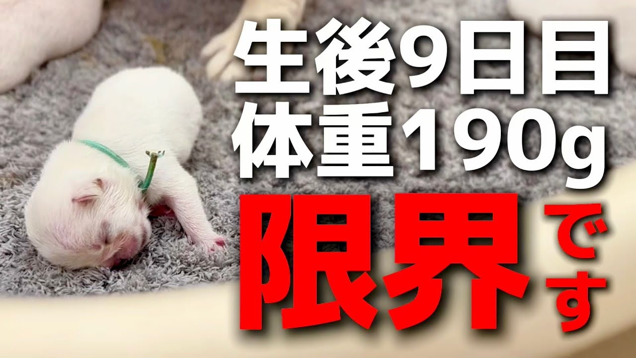 ついにこの子の限界がきました。