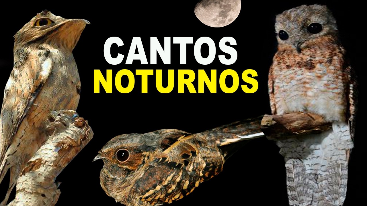 15 CANTOS DE AVES NOTURNAS do BRASIL [CANTOS NOTURNOS] BACURAU, URUTAU, CORUJA (CANAL AVES)