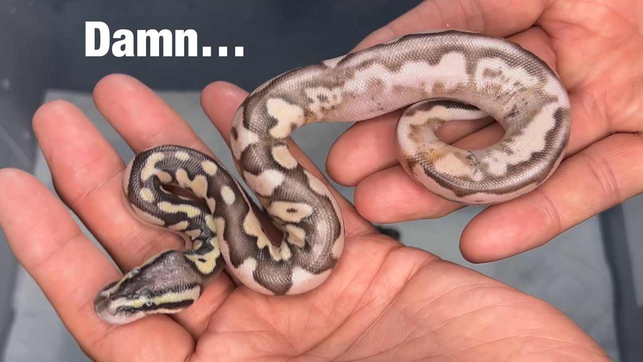 Is the Campfire Ball Python better with Pastel?