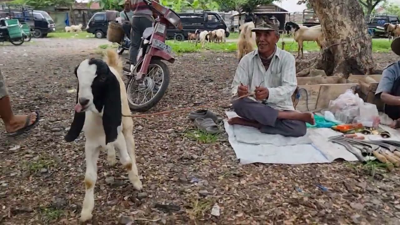 FEMALE GOAT PRICE UPDATE AT REMBANG MARKET | Thursday, November 6, 2025