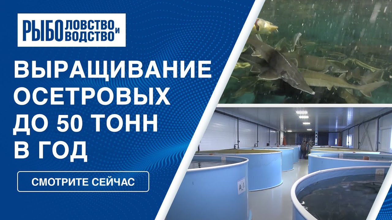 Успешный бизнес на осетровых: 50 тонн в год на примере УЗВ в Воронеже