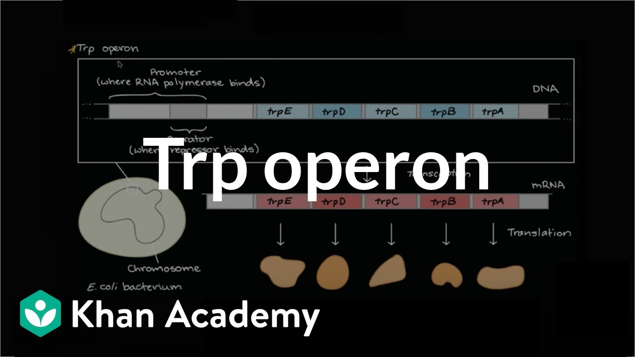 Trp operon
