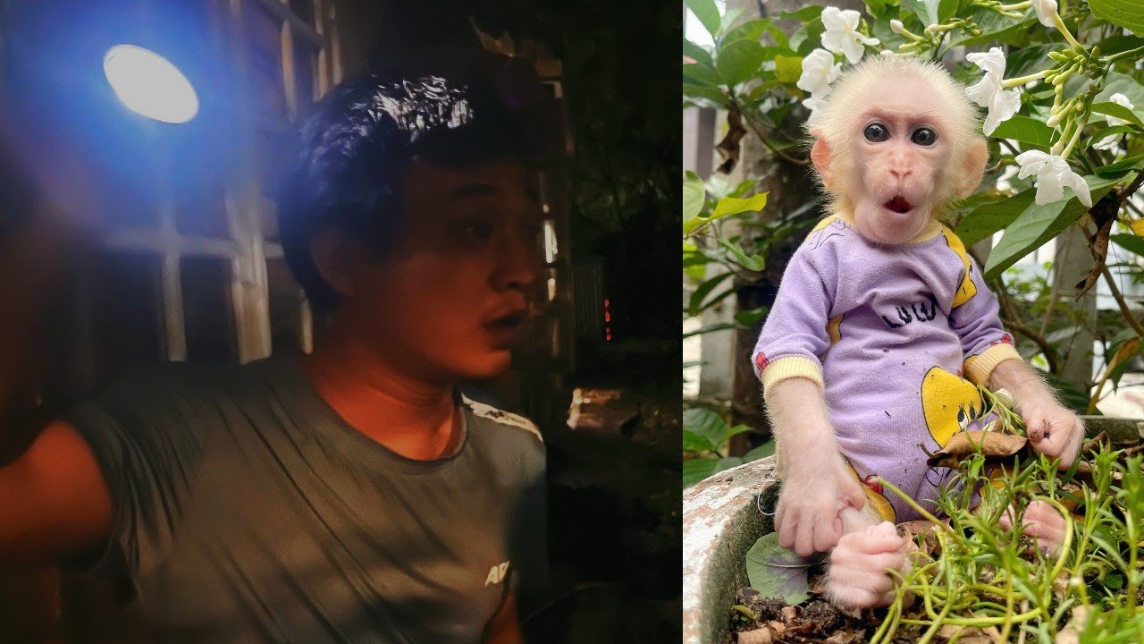 The search for Baby monkey Lulu lasted all night.  What will be the result of Tam's search efforts?