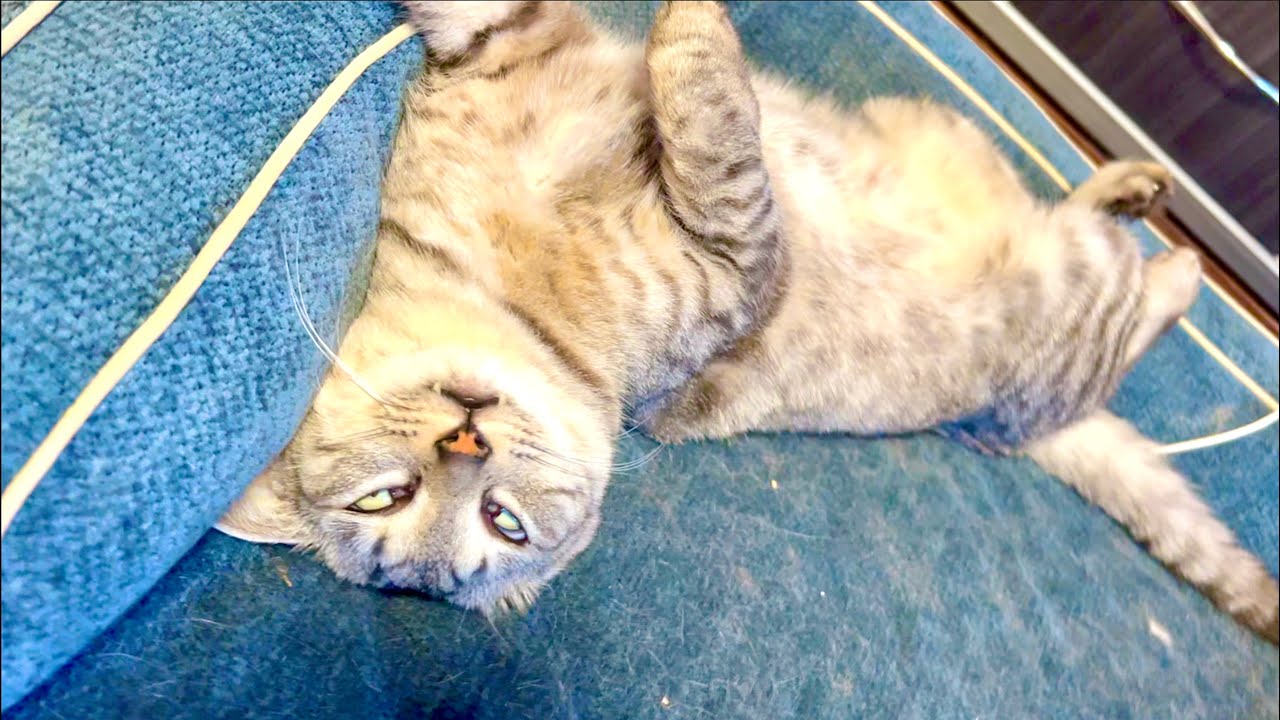 猫が気絶してた