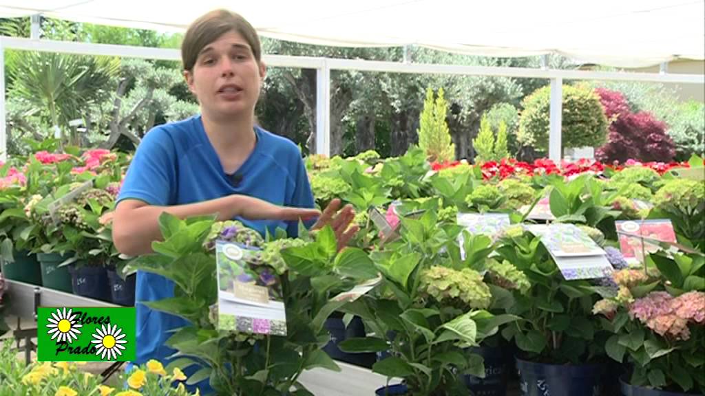 Cómo cuidar las hortensias.