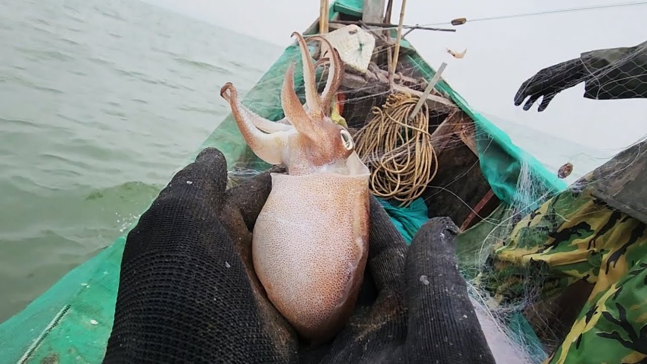 Săn Bắt Mực Sống Ở Biển Sầm Sơn Và Bữa Ăn Trưa Trên Thuyền Ngập Tràn Mực Tươi