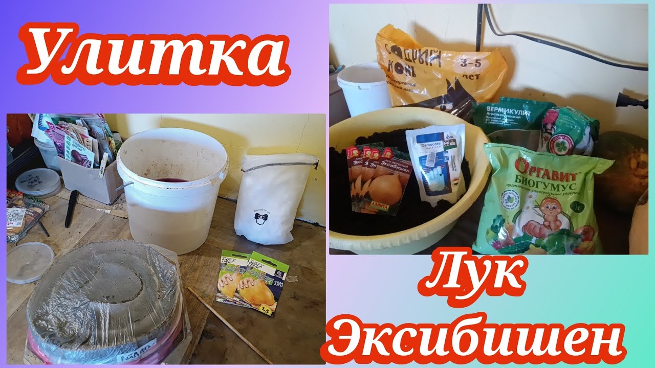 Лук Эксибишен. Сею лук в улитку