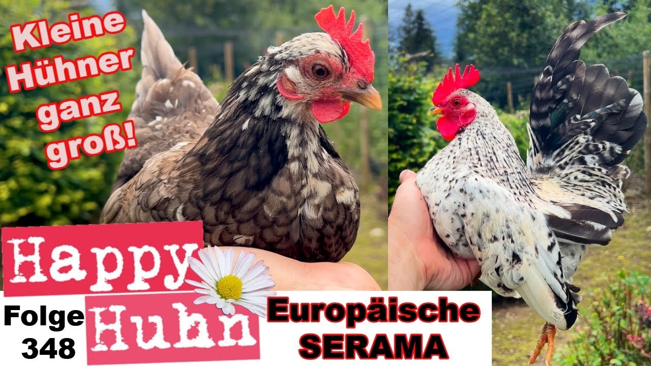 Mini-Hühner: Europäische Serama im Rasseportrait: Zucht, Haltung, Küken, Farbschläge HAPPY HUHN E348