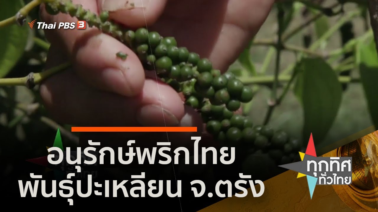อนุรักษ์พริกไทยพันธุ์ปะเหลียน จ.ตรัง (23 มิ.ย. 63)