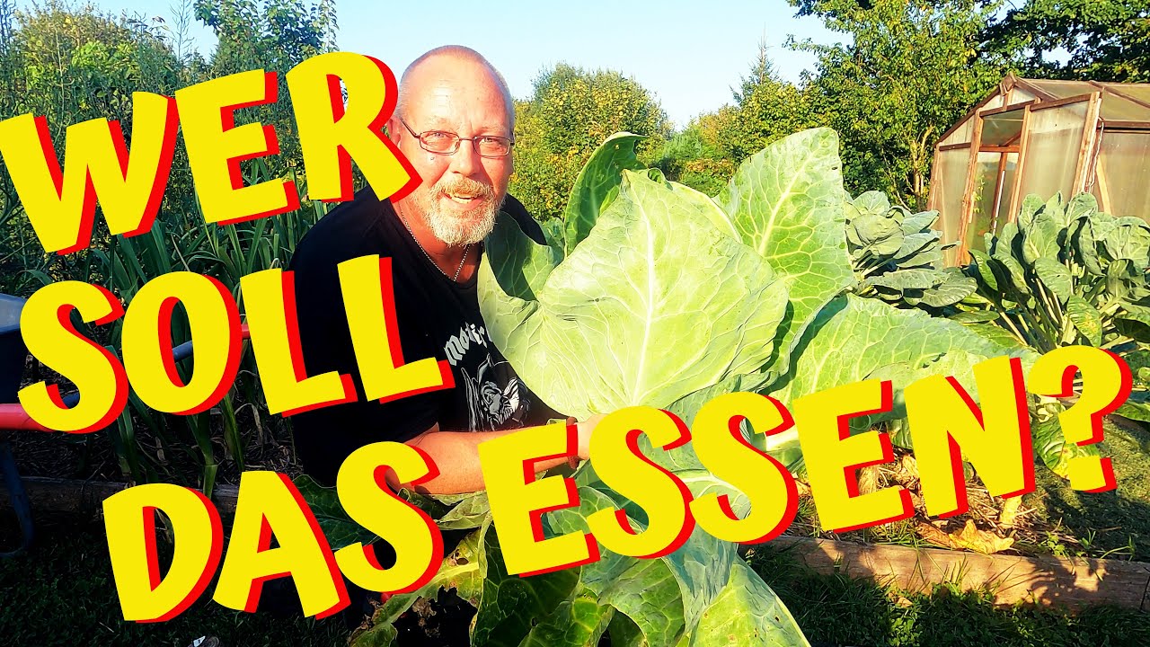 UNSER GARTEN IM SEPTEMBER / von mutierten Spitzkohl, Wirsing, Bodenpflege, Zwiebeln, Geschenken usw.