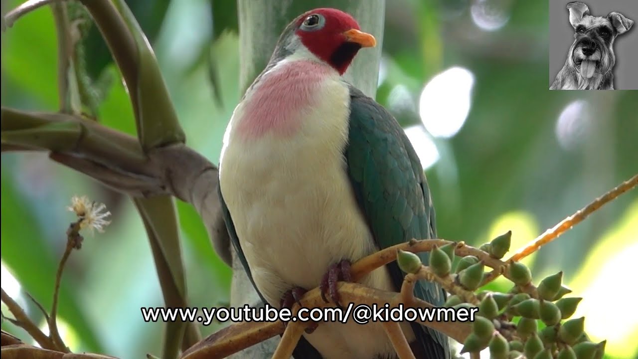 Male JAMBU FRUIT DOVE's afternoon siesta, Singapore