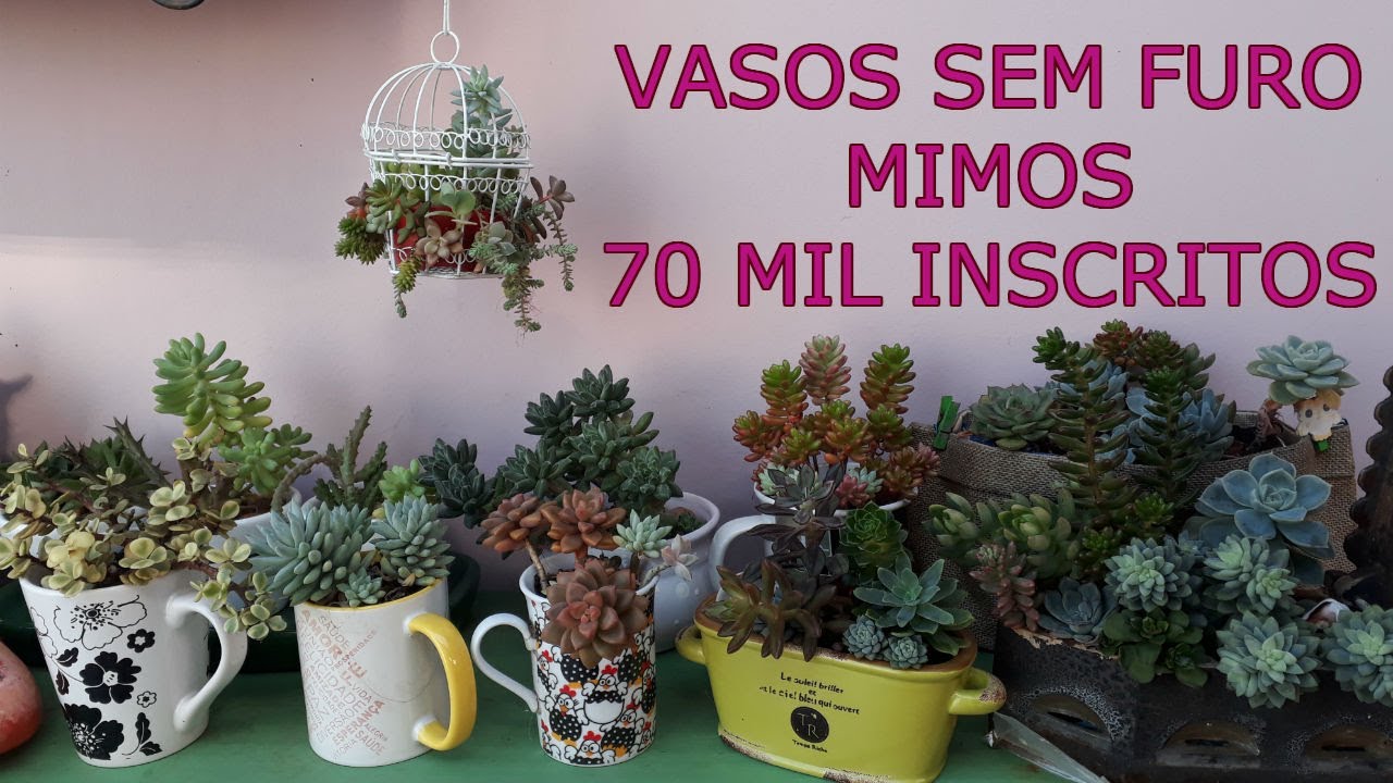 SUCULENTAS EM VASOS SEM FUROS + VASOS FOFOS +70 MIL INSCRITOS
