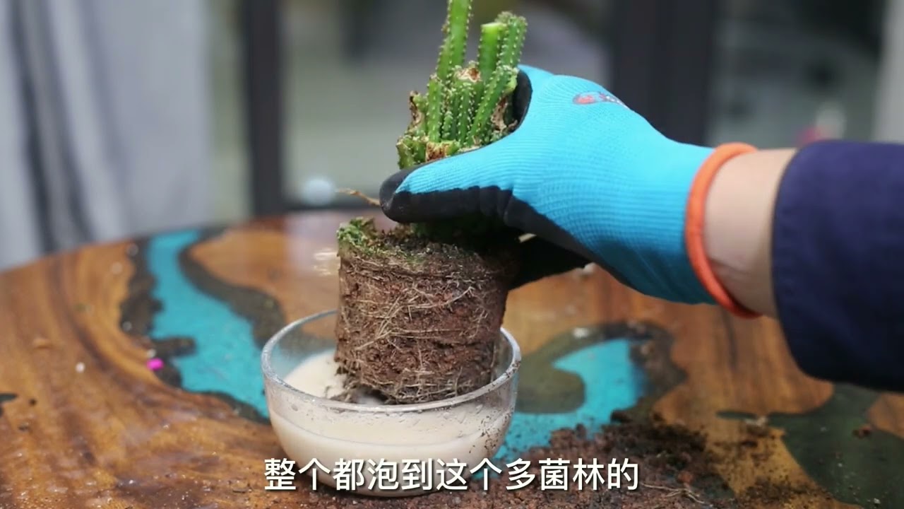 万重山快养死了怎么办？园艺师教你，通过修剪的技巧来拯救它