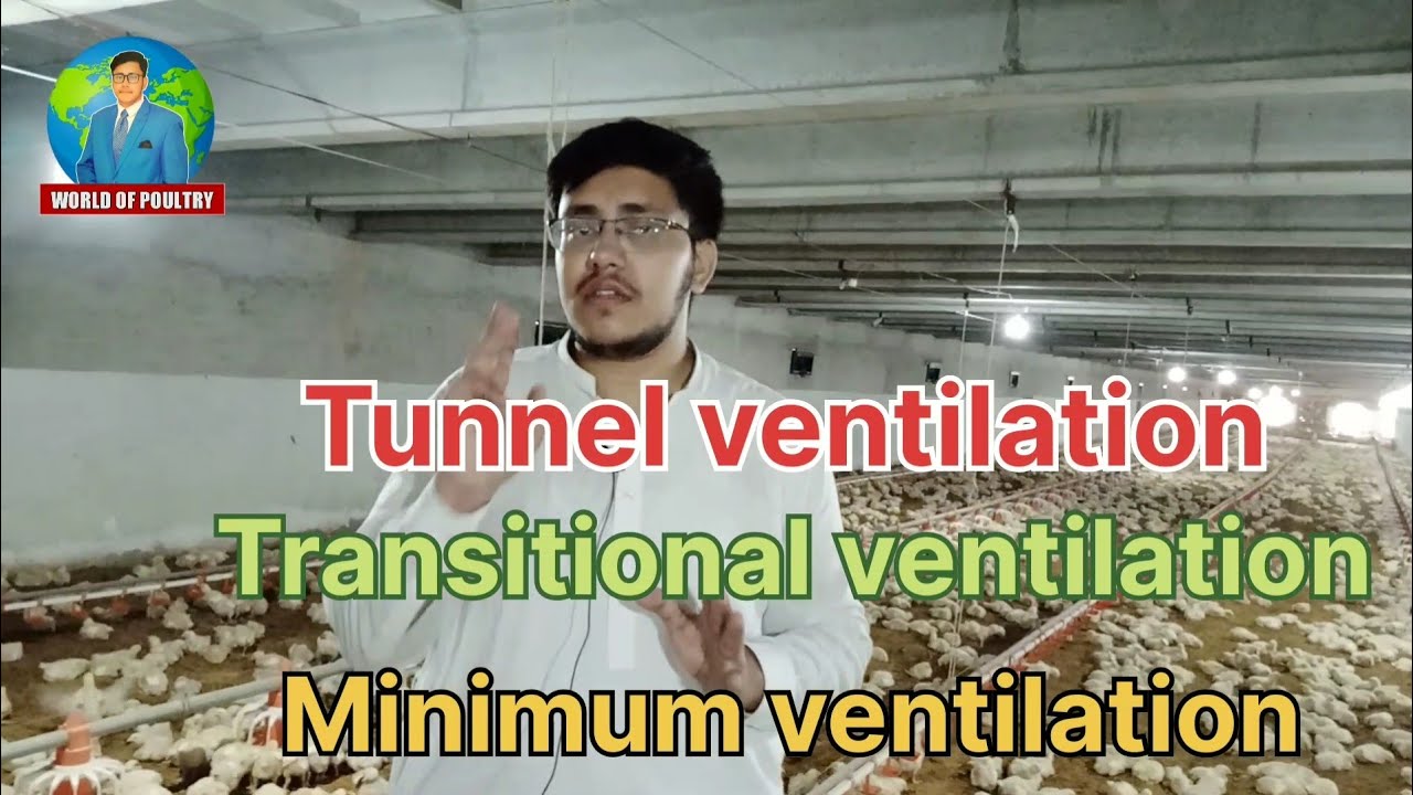 Environment control poultry house ventilation|Farm ventilation|ECH Ventilation| @Dr.Abu-BakarNaeem