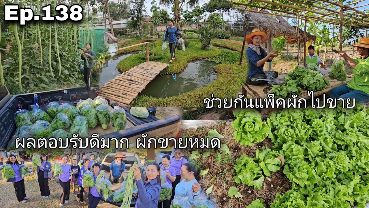 Ep.138 ช่วยกันแพ็คผักไปขาย ผลตอบรับดีมากผักขายหมด สวนผักเล็กๆกลางทุ่งนา
