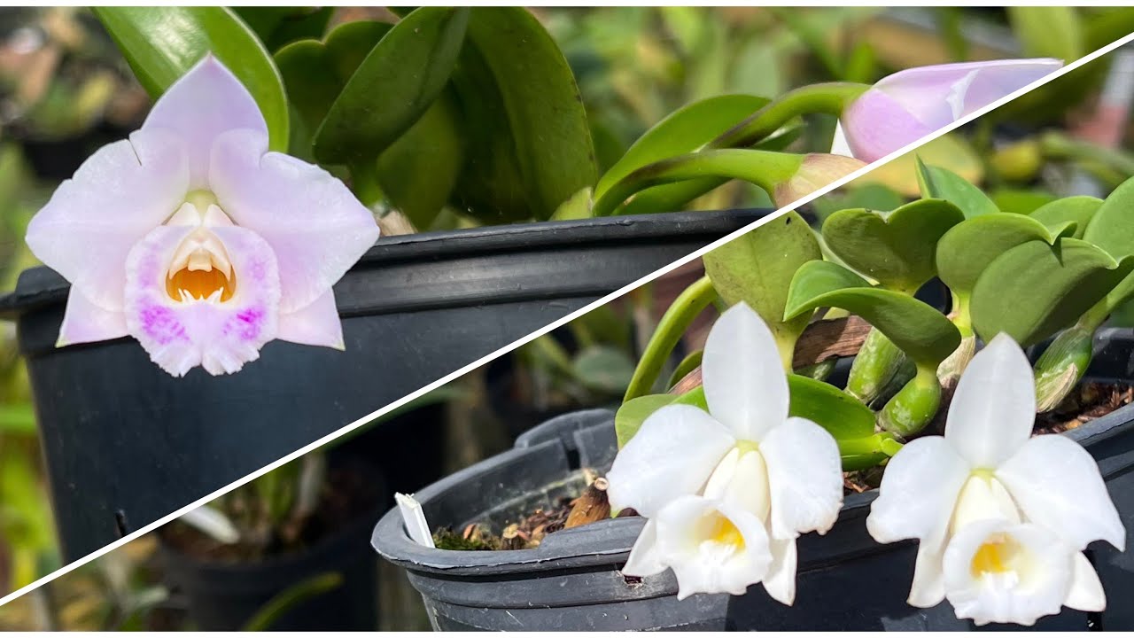 Como cultivar Cattleya alaorii