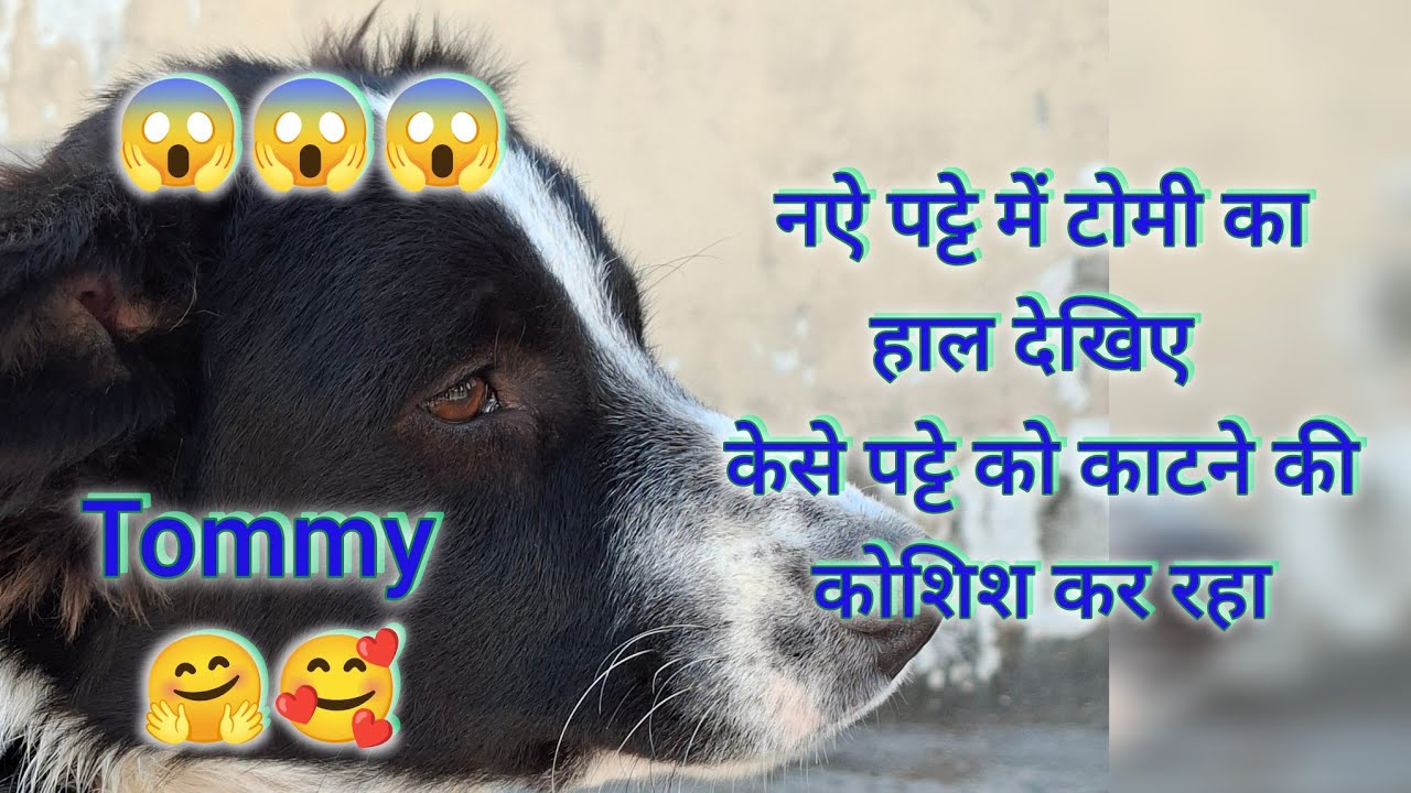 नऐ पट्टे में टोमी का हाल देखिए!!केसे पट्टे को काटने की कोशिश  कर रहा 😱😱😱 #live #streetdog #youtube 