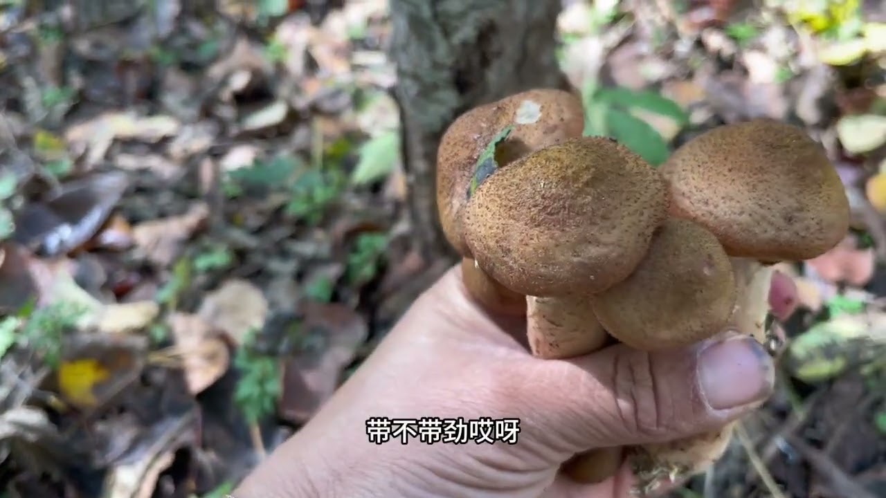 90后小媳妇一人进山采蘑菇，碰到片厚满载而归
