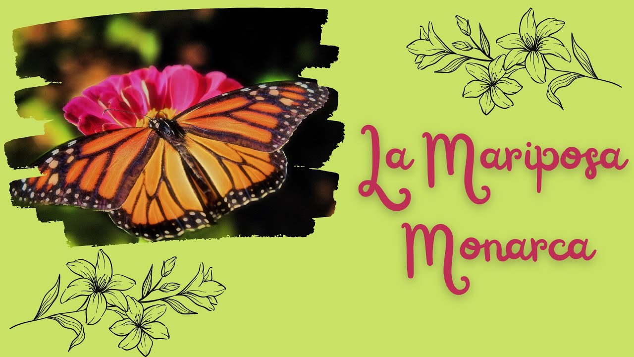 La Mariposa Monarca en peligro de extinción / SOLSAVE