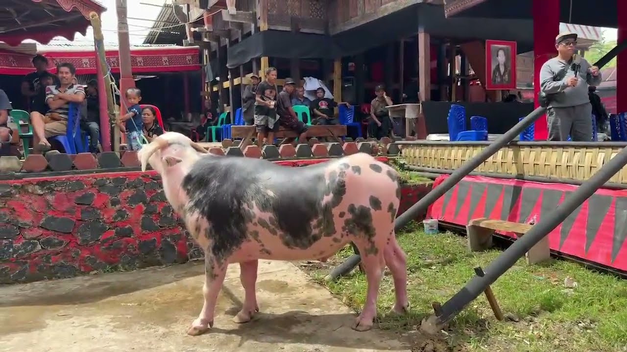 11 Mapalimbong Tedong Rambu Solo Almh. Maria Salea Randabunga' / Nenek Sembilan Jaya di Ariang