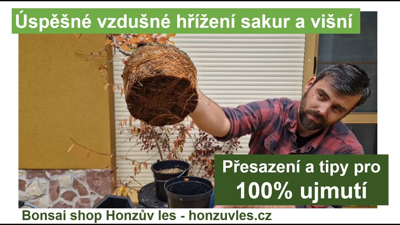 Úspěšné vzdušné hřížení sakur a višní. Přesazení a tipy pro 100% ujmutí