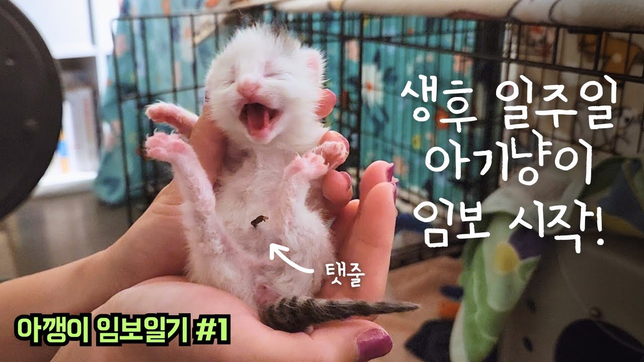 생후 1주일 아기 고양이 임보 시작합니다! [아깽이 임보일기 S4 Ep.1]