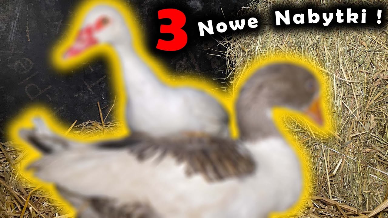3 NOWE NABYTKI !!! *Gęś, Kaczka, Kogucik*