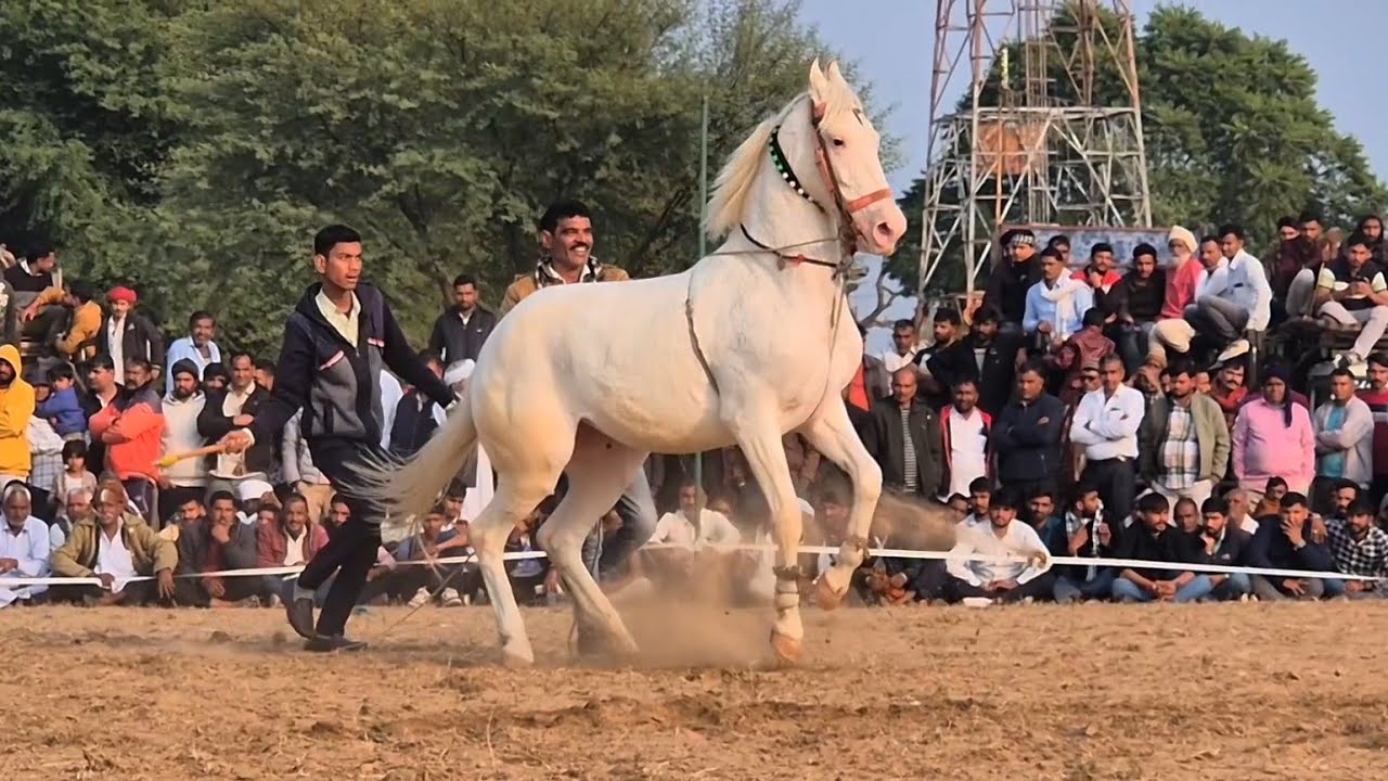 Ghoda || ghode ka dance || horse dance || horse videos ।। Bahut bada ghoda