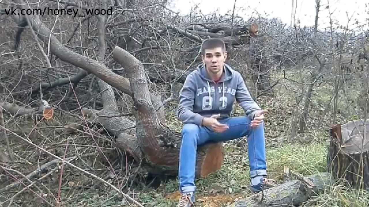 Заготовка дерева разных сортов